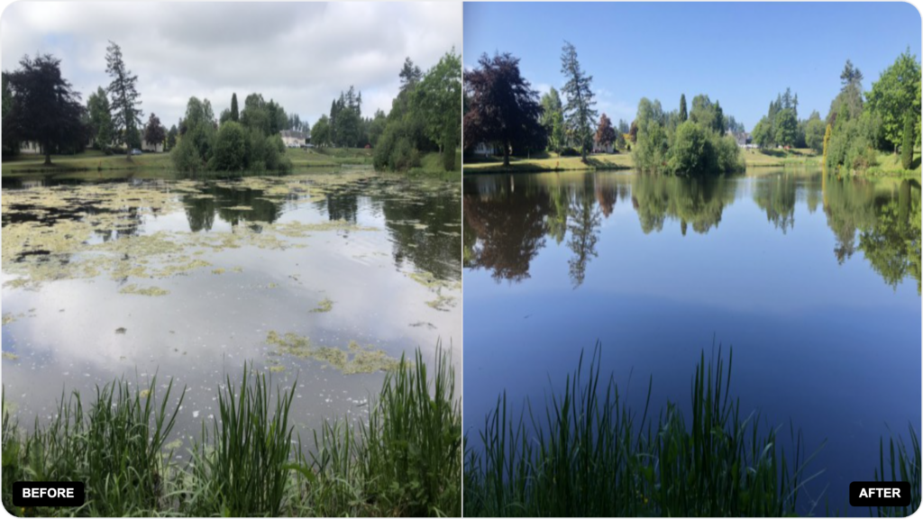 milfoil removal photo - milfoil removal services in washington - Milfoil Mercenaries