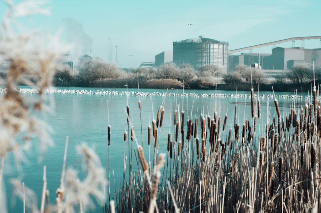 Dense cattail stand along a residential Washington lake shoreline before removal