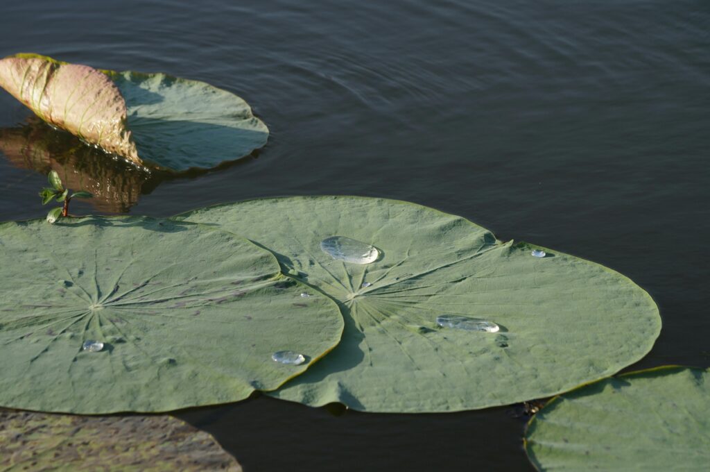 Dense lily pad coverage on a Washington lake before removal - lily pad removal