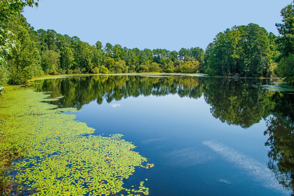 A serene lake surrounded by lush green trees and reflection in Conway, South Carolina.